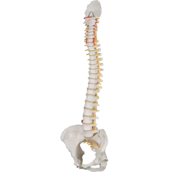 Colonne vertébrale classique flexible avec bassin féminin 3B Scientific