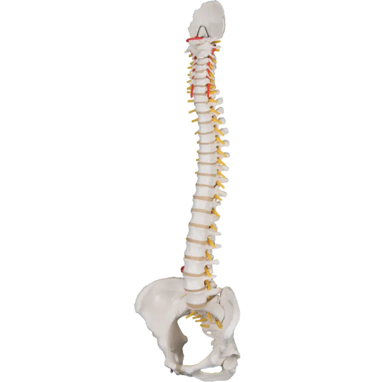 Colonne vertébrale classique flexible avec bassin féminin 3B Scientific