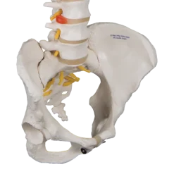 Colonne vertébrale classique flexible avec bassin féminin 3B Scientific