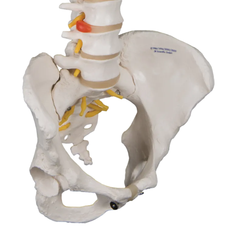 Colonne vertébrale classique flexible avec bassin féminin 3B Scientific