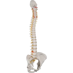 Colonne vertébrale classique flexible avec bassin féminin 3B Scientific