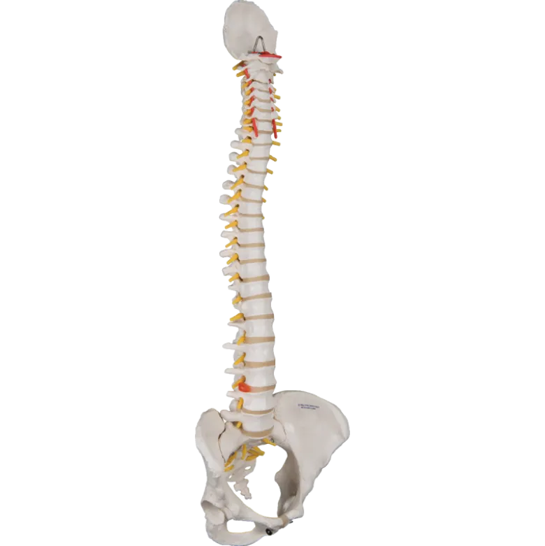 Colonne vertébrale classique flexible avec bassin féminin 3B Scientific
