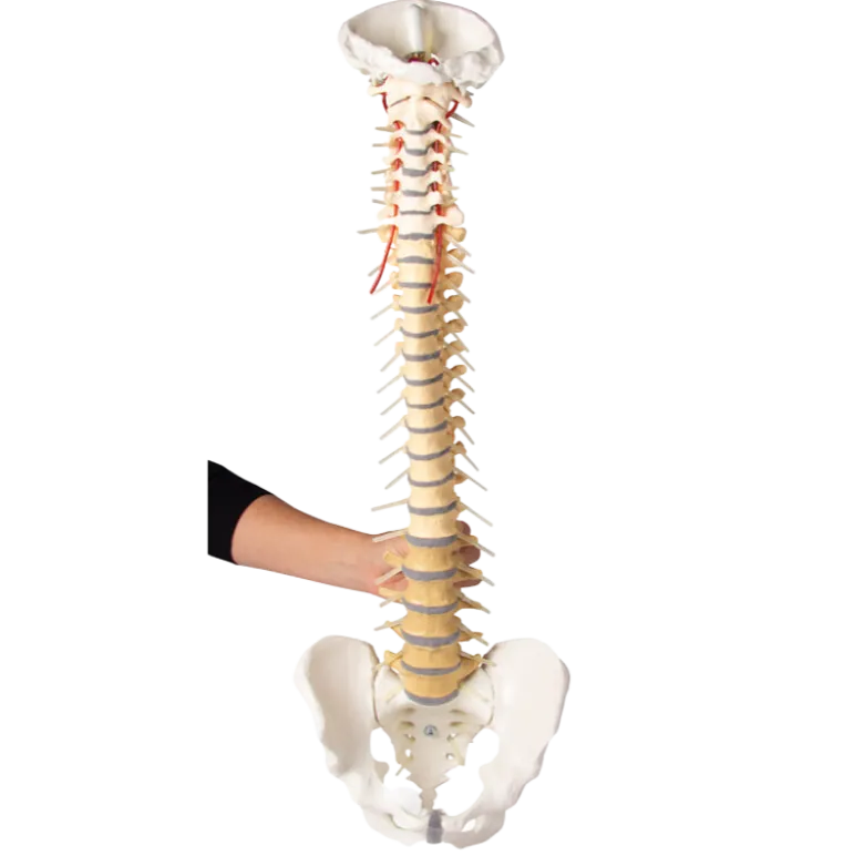 Colonne vertébrale didactique colorée avec bassin Erler Zimmer