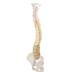 Colonne vertébrale didactique colorée avec bassin Erler Zimmer