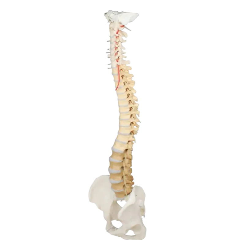 Colonne vertébrale didactique colorée avec bassin Erler Zimmer
