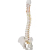 Colonne vertébrale flexible avec support