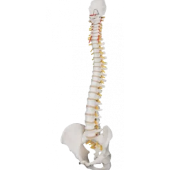 Colonne vertébrale flexible avec support