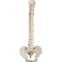 Colonne vertébrale flexible avec support