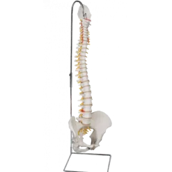 Colonne vertébrale flexible avec support