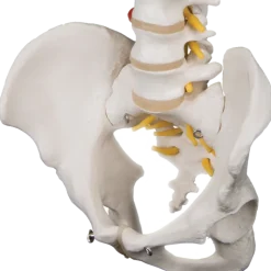 Colonne vertébrale flexible avec support