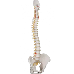 Colonne vertébrale flexible avec support