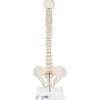 Colonne vertébrale élastique miniature avec support
