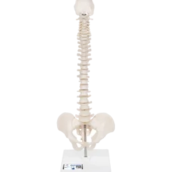 Colonne vertébrale élastique miniature avec support