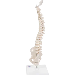 Colonne vertébrale élastique miniature avec support