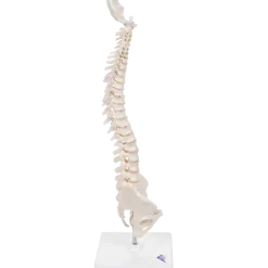 Colonne vertébrale élastique miniature avec support