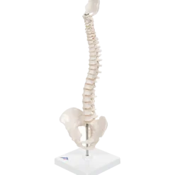 Colonne vertébrale élastique miniature avec support