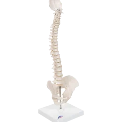 Colonne vertébrale élastique miniature avec support