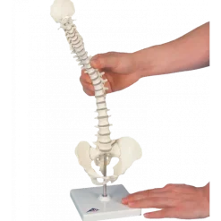 Colonne vertébrale élastique miniature avec support