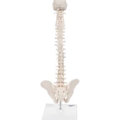Colonne vertébrale élastique miniature avec support