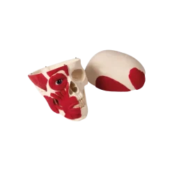 Crâne avec musculature Erler Zimmer