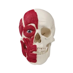 Crâne avec musculature Erler Zimmer
