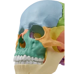 Crâne humain articulé didactique EZ 4708 - 22 pièces