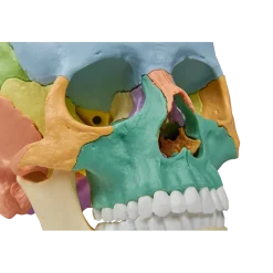 Crâne humain articulé didactique EZ 4708 - 22 pièces
