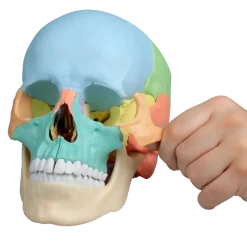 Crâne humain articulé didactique EZ 4708 - 22 pièces