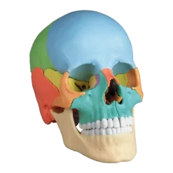 Crâne humain articulé didactique EZ 4708 - 22 pièces