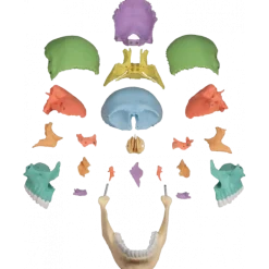 Crâne humain articulé didactique EZ 4708 - 22 pièces