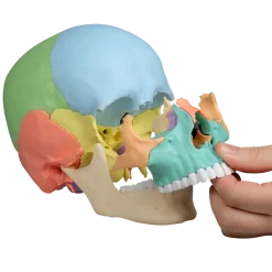 Crâne humain articulé didactique EZ 4708 - 22 pièces