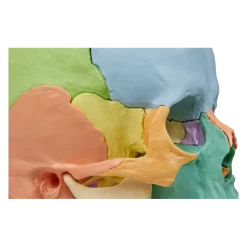 Crâne humain articulé didactique EZ 4708 - 22 pièces