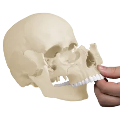 Crâne humain articulé EZ 4701 - 22 pièces