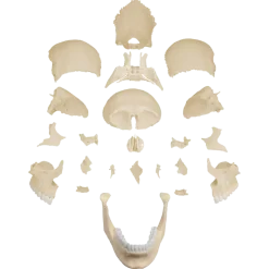 Crâne humain articulé EZ 4701 - 22 pièces