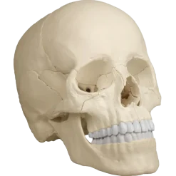 Crâne humain articulé EZ 4701 - 22 pièces