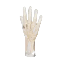 Fantôme radiographique de la main Erler Zimmer