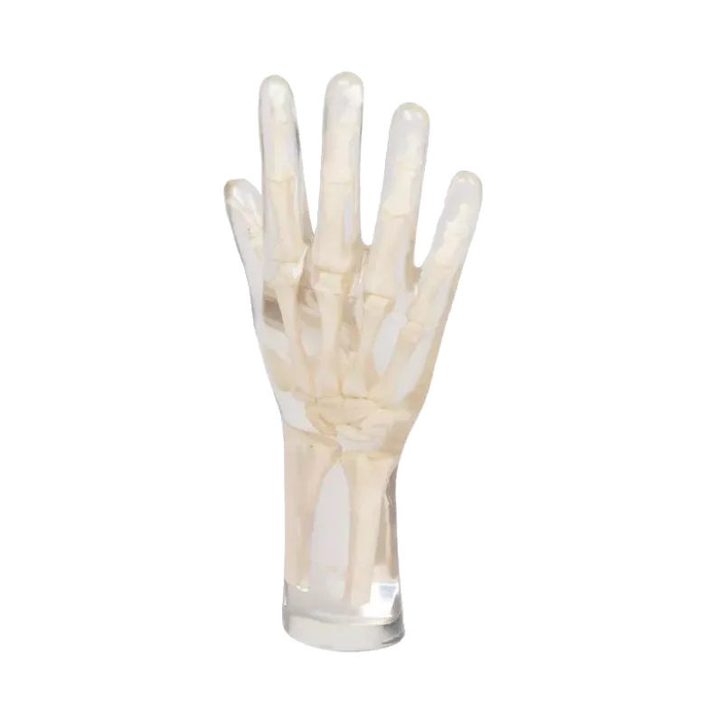 Fantôme radiographique de la main Erler Zimmer