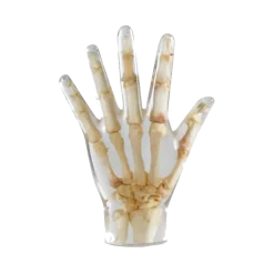 Fantôme radiographique de la main Erler Zimmer