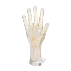 Fantôme radiographique de la main Erler Zimmer