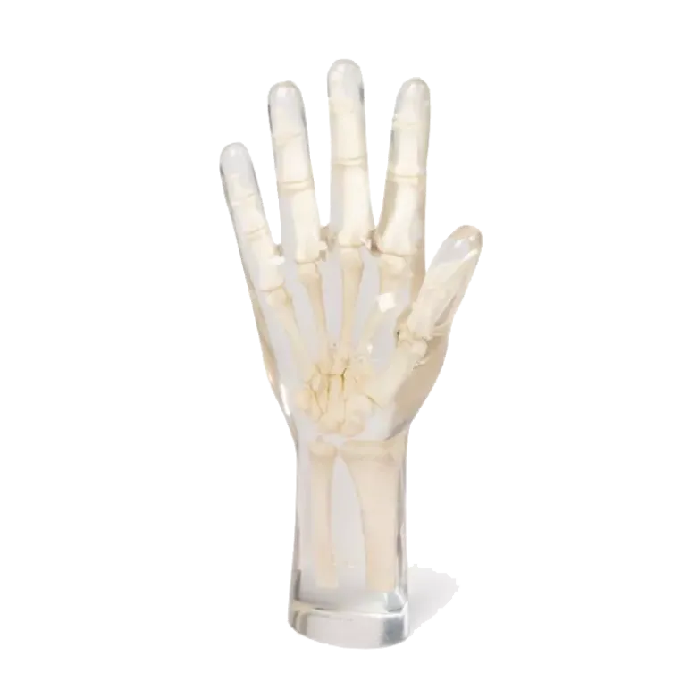 Fantôme radiographique de la main Erler Zimmer