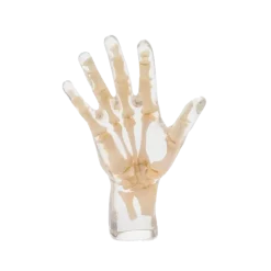 Fantôme radiographique de la main Erler Zimmer