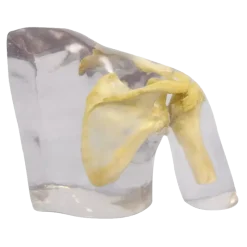 Fantôme radiographique de l'épaule Erler Zimmer