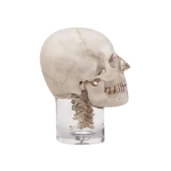 Fantôme radiographique de tête avec vertèbres cervicales Erler Zimmer