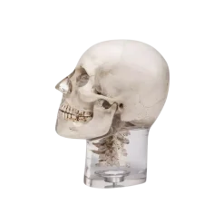 Fantôme radiographique de tête avec vertèbres cervicales Erler Zimmer
