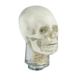 Fantôme radiographique de tête avec vertèbres cervicales Erler Zimmer