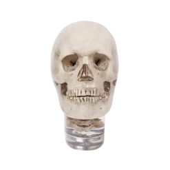 Fantôme radiographique de tête avec vertèbres cervicales Erler Zimmer