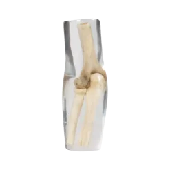 Fantôme radiographique du coude Erler Zimmer