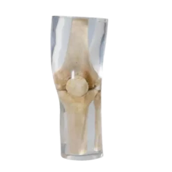 Fantôme radiographique du genou Erler Zimmer