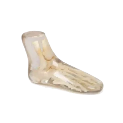 Fantôme radiographique du pied Erler Zimmer