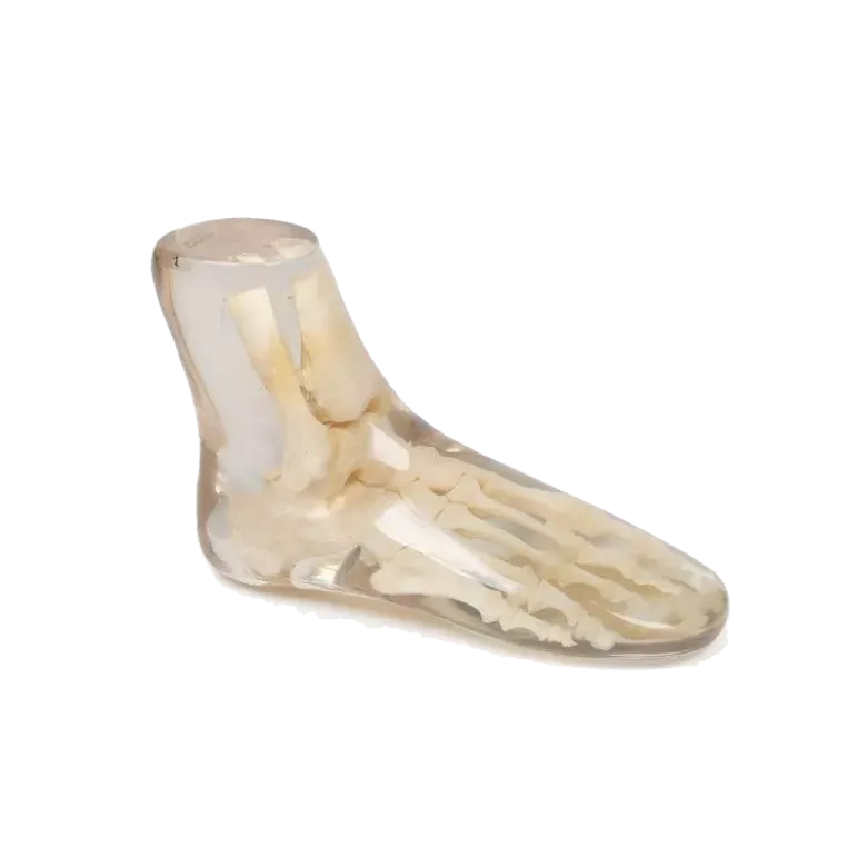 Fantôme radiographique du pied Erler Zimmer